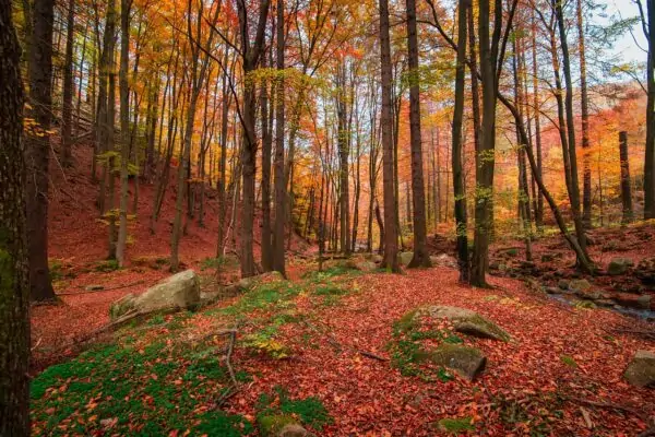 Autumn themed photo